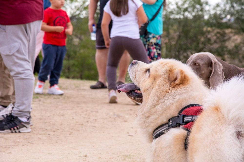 IV Ruta canina en Leganes 22-09-2019