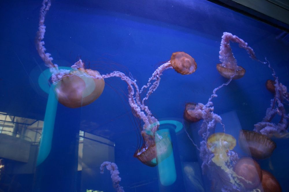 Oceanografic 2022
