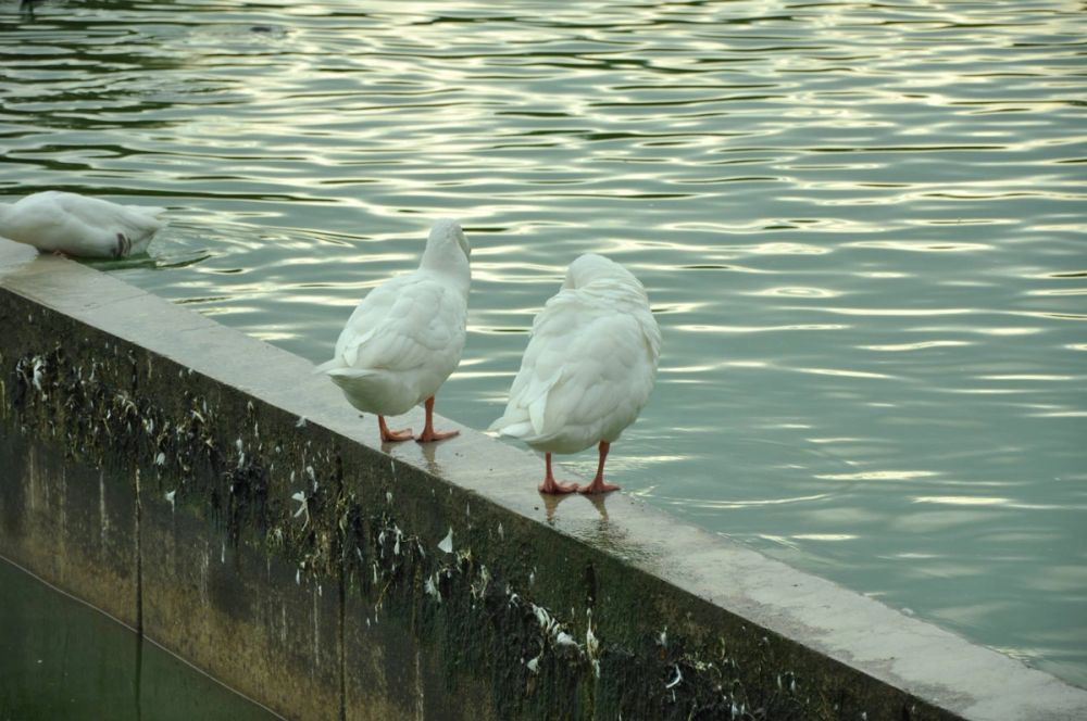 Ocas y patos en parque polvoranca (Leganes) 30-08-2014