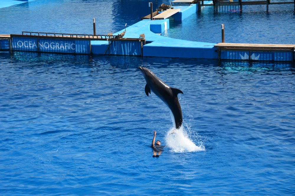 Oceanografic 2022