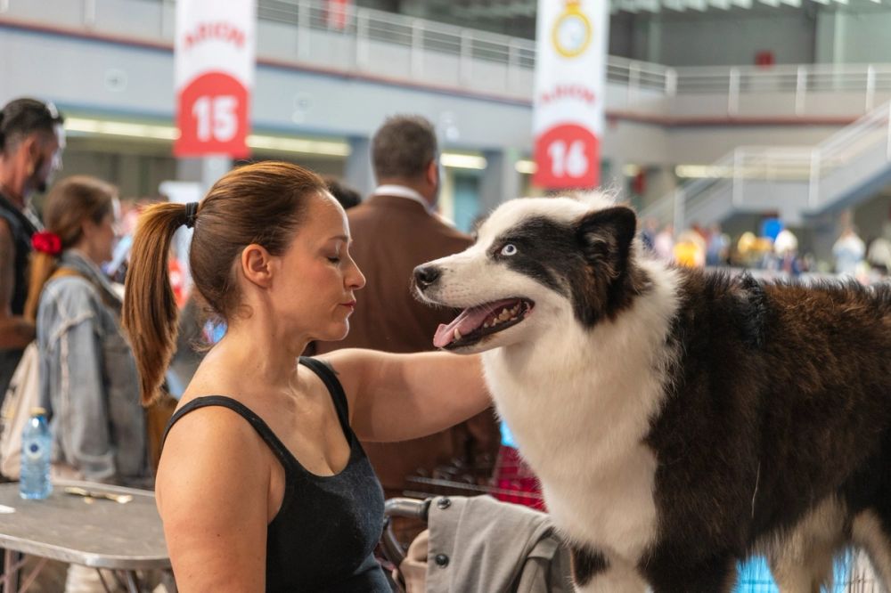 Perretes de la Exposicion canina (ciudad real) 01-06-2024