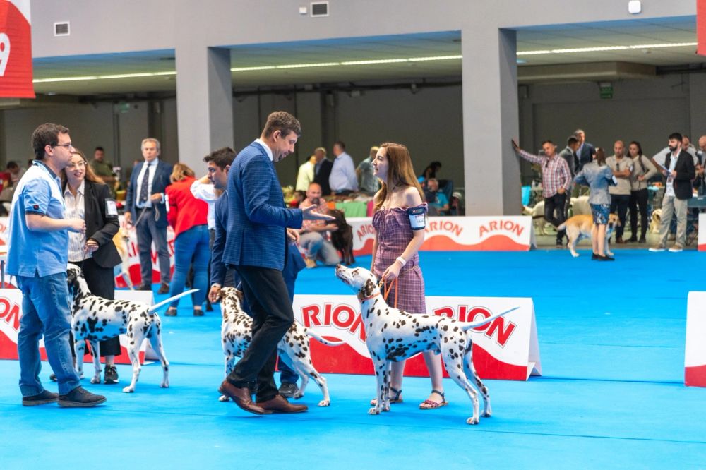 Exposicion canina (ciudad real) 01-06-2024