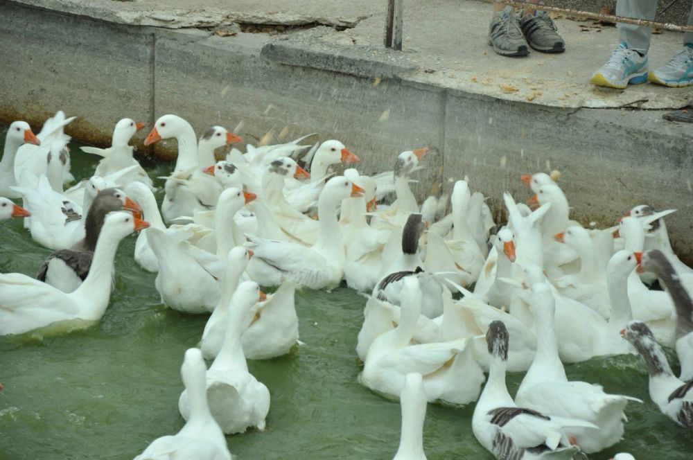 Ocas y patos en parque polvoranca (Leganes) 30-08-2014