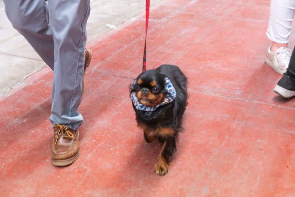 Perretes de la Exposicion canina (ciudad real) 01-06-2024