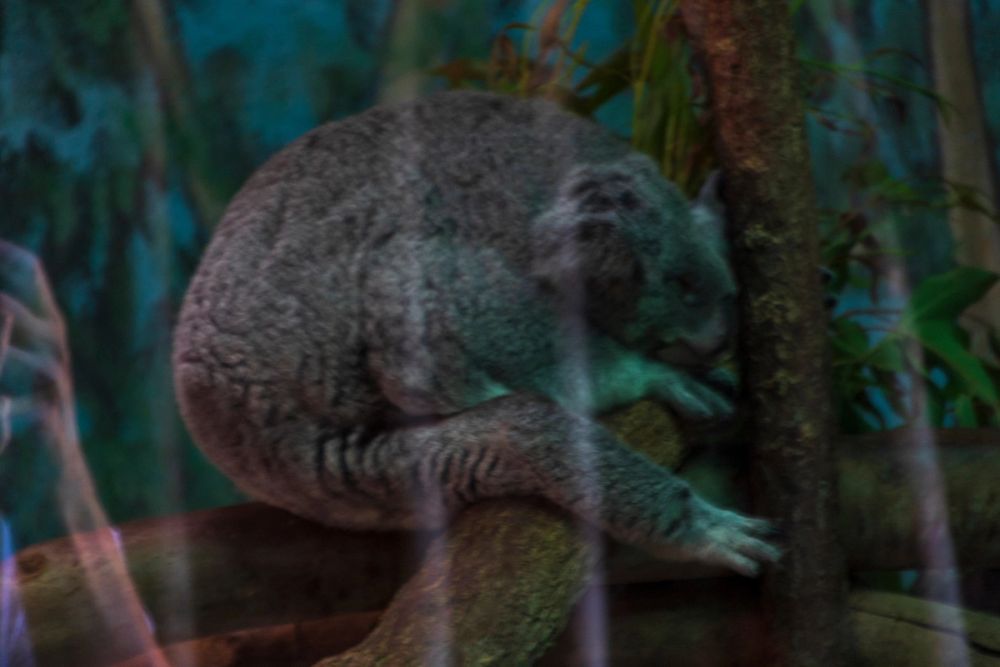 Zoo 17-08-2024