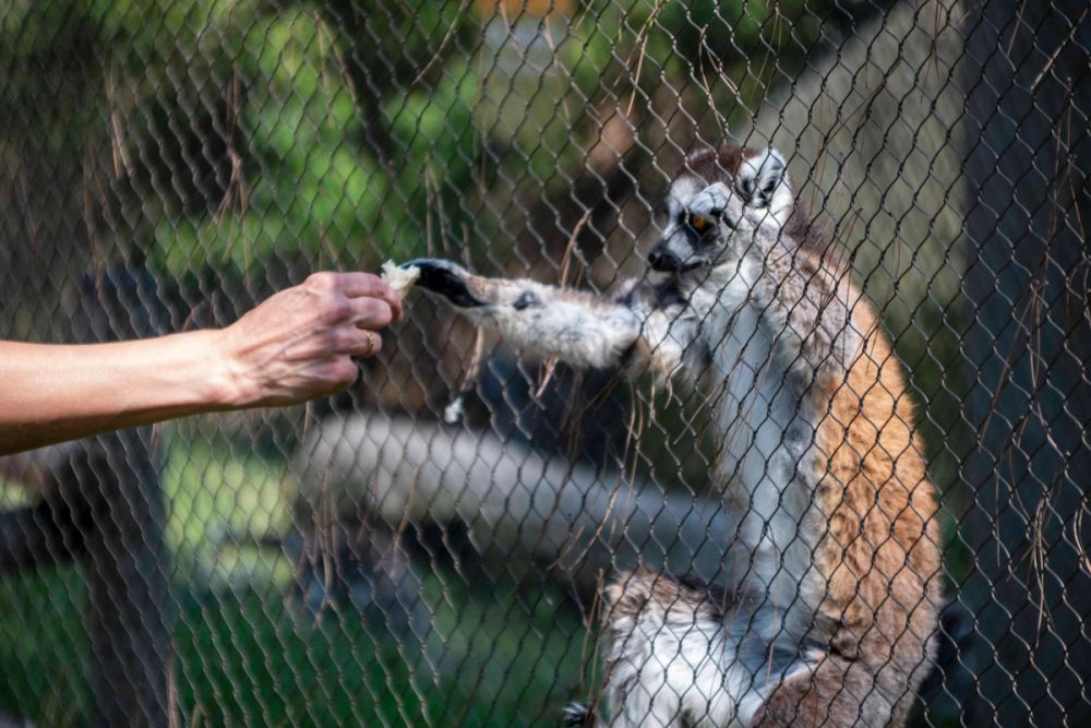 Zoo 29-07-2026