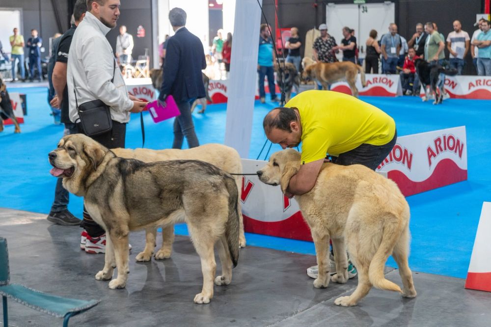 Exposicion canina (ciudad real) 02-06-2024