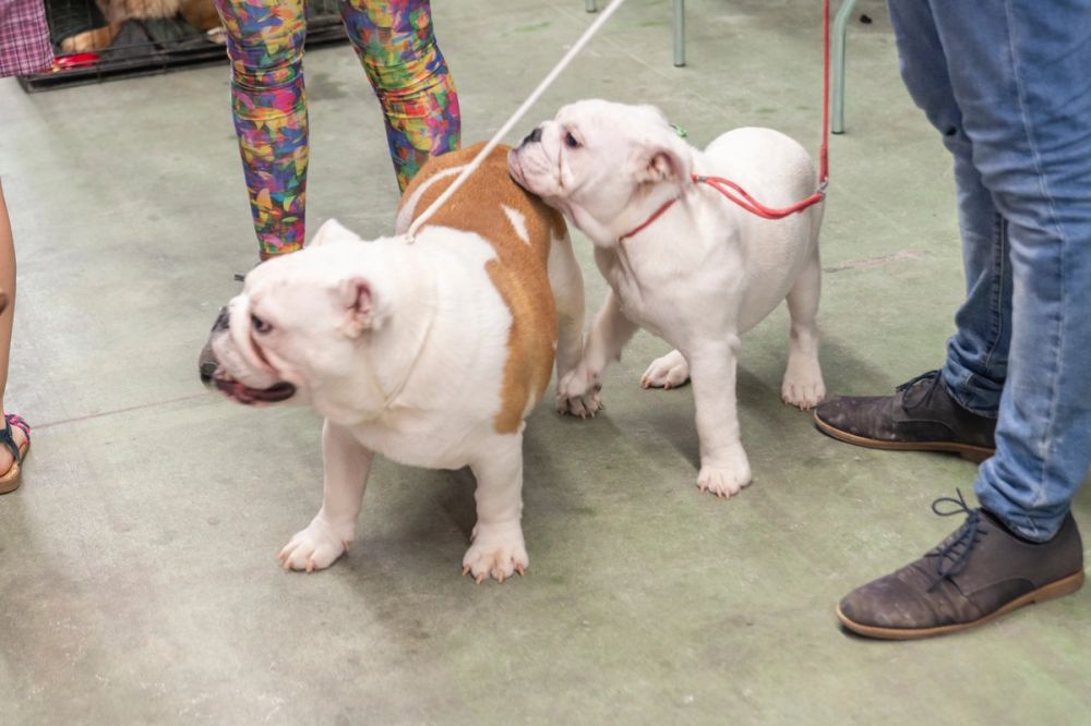 Perretes de la Exposicion canina (ciudad real) 01-06-2024