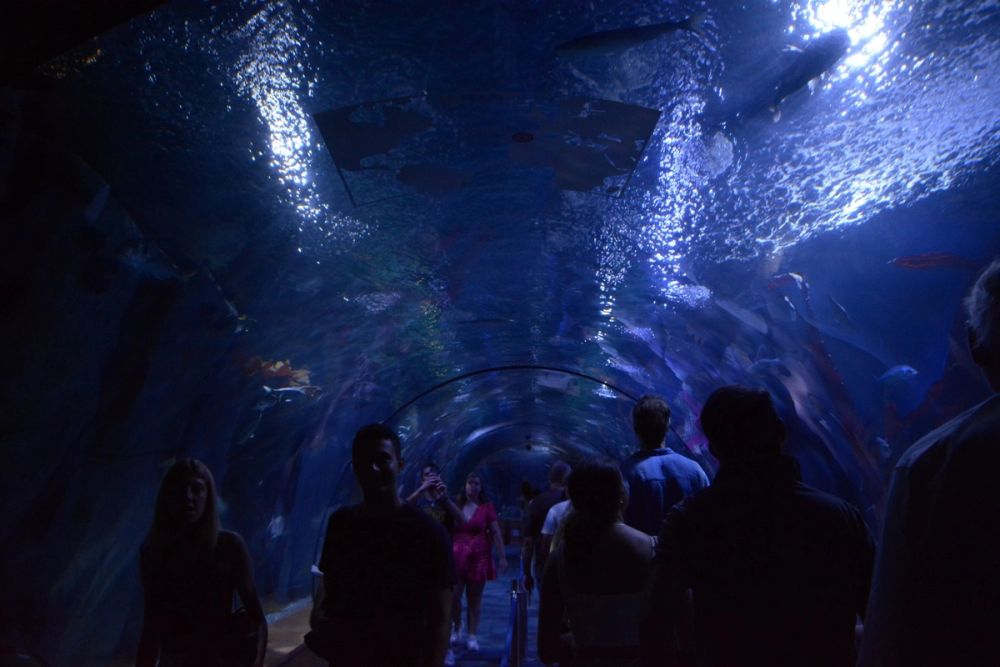 Oceanografic 2022