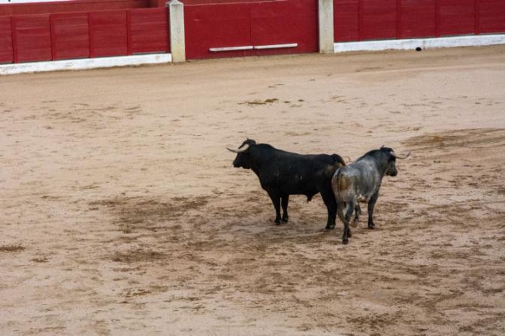 Toros en Colmenar Viejo 22-08-2019