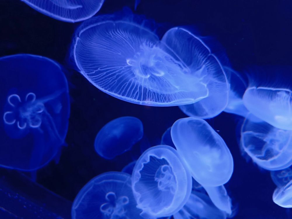 Atlantus aquarium Xanadu 05-08-2023
