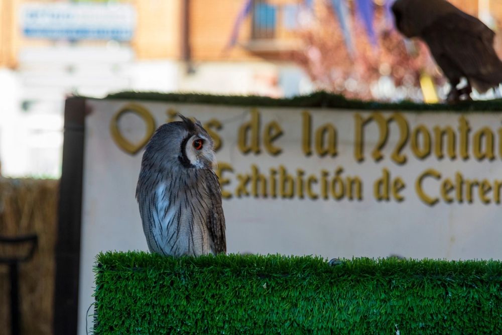 Puesto de aves y cetreria (Torrijos) 26-03-2023