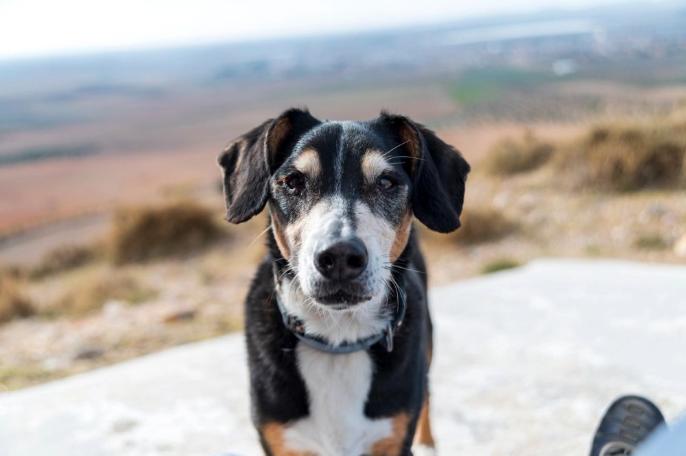 Suko