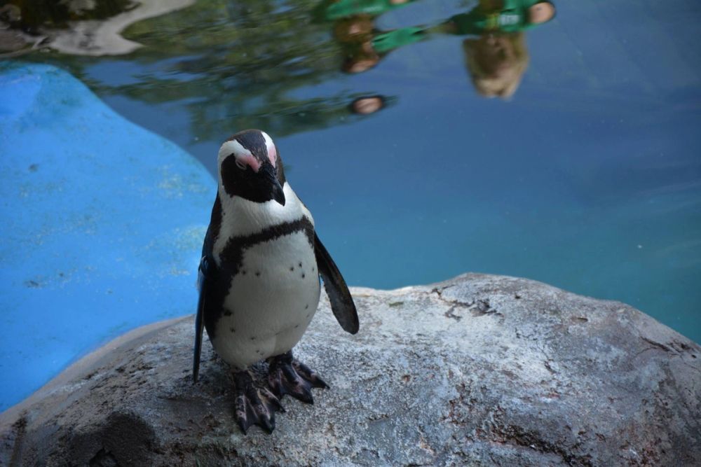 zoo 07-07-2018