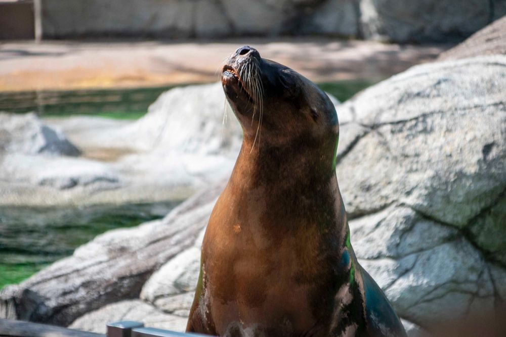 Zoo 29-07-2026