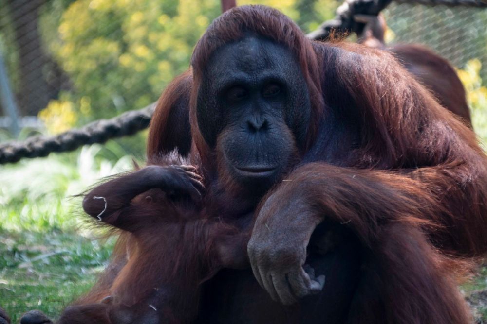 Zoo 29-07-2026
