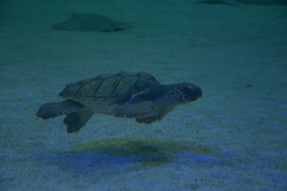Oceanografic 2022