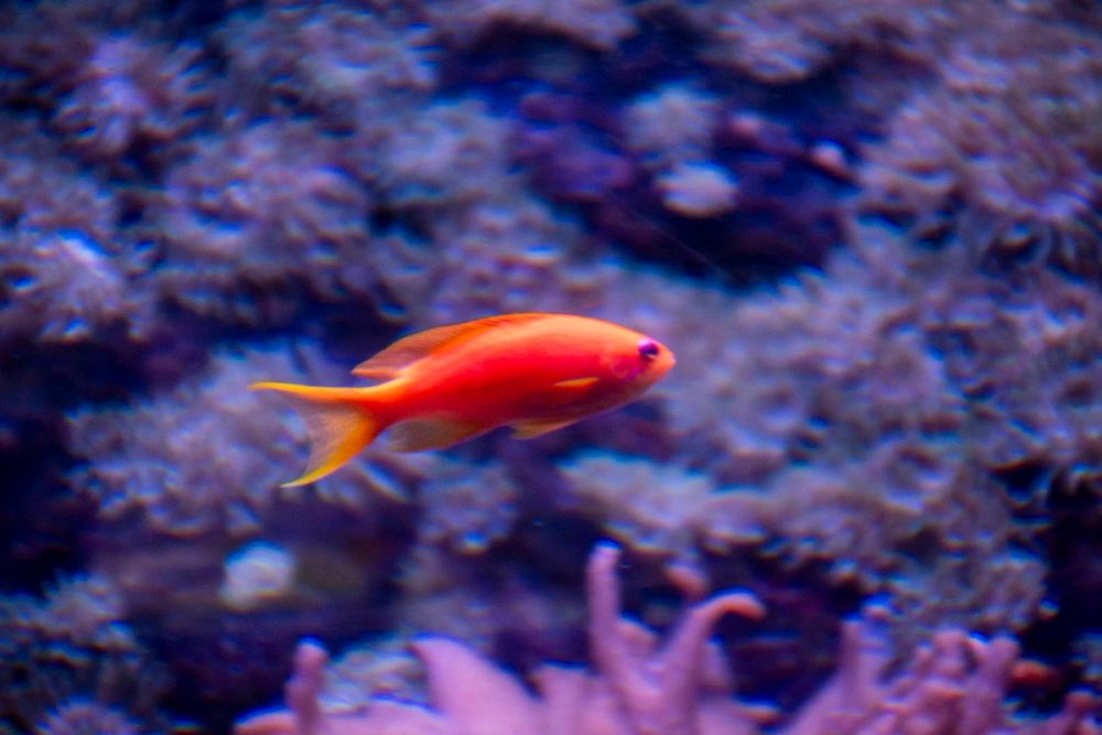 Zoo 29-07-2026