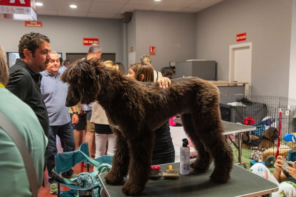 Perretes de la Exposicion canina (ciudad real) 02-06-2024