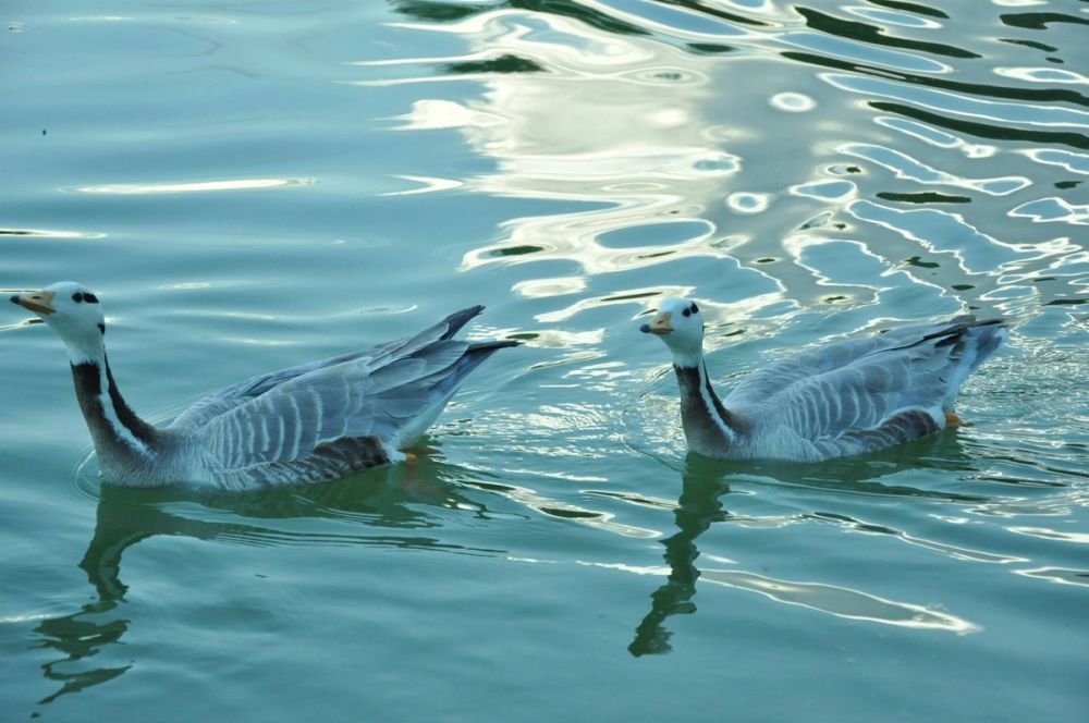 Ocas y patos en parque polvoranca (Leganes) 28-05-2015
