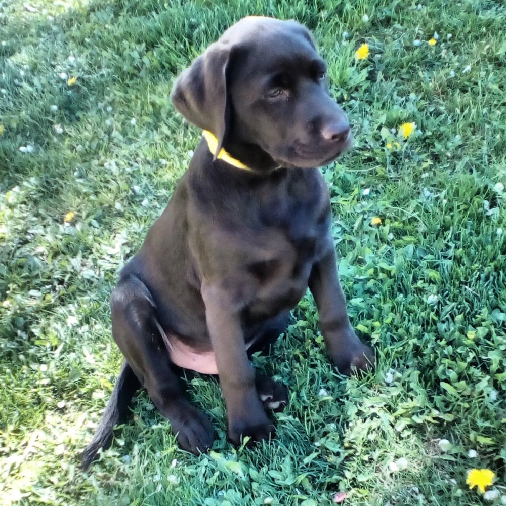 baby Conan