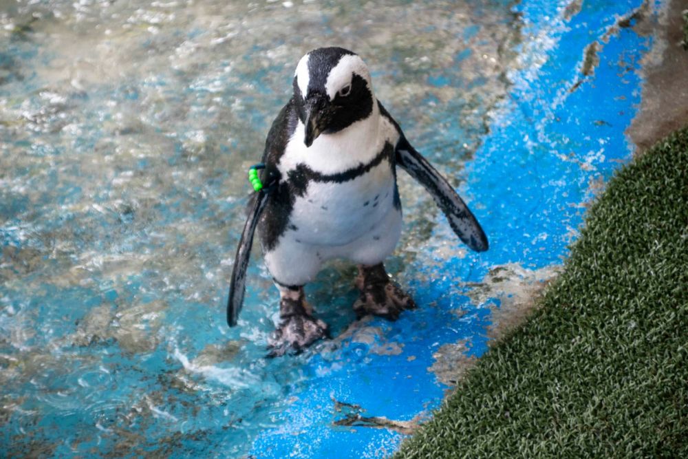 Zoo 29-07-2026