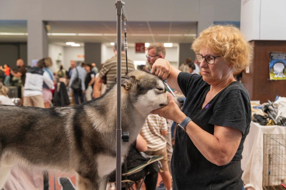 Exposicion canina (ciudad real) 01-06-2024