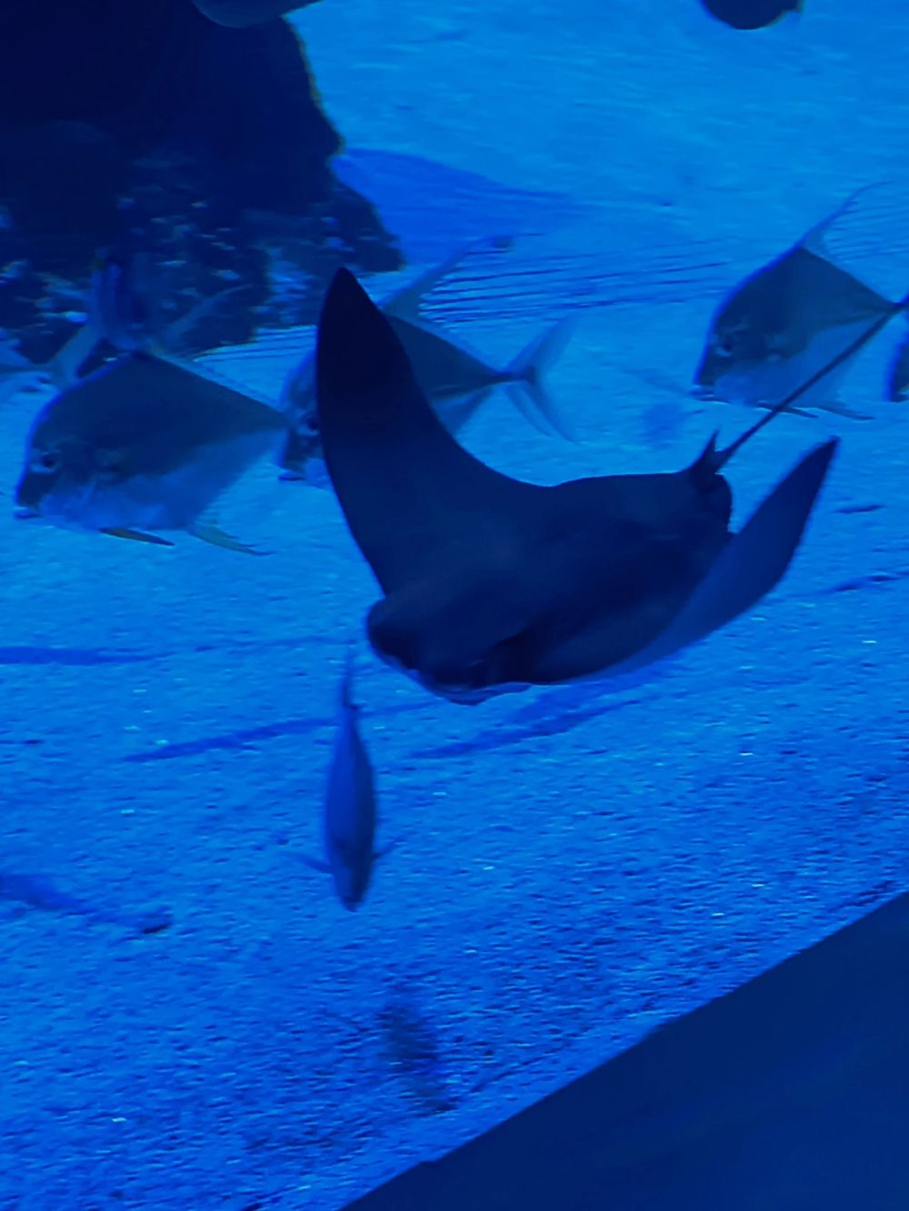 Atlantus aquarium Xanadu 05-08-2023