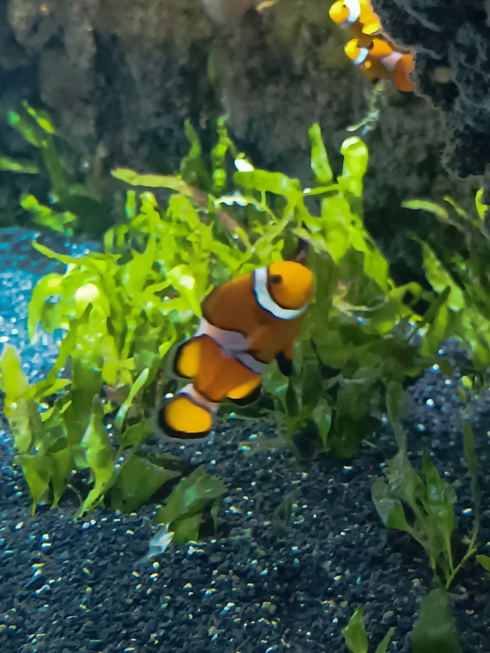 Atlantus aquarium Xanadu 05-08-2023
