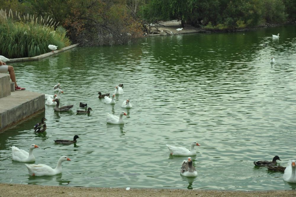 Ocas y patos en parque polvoranca (Leganes) 30-08-2014