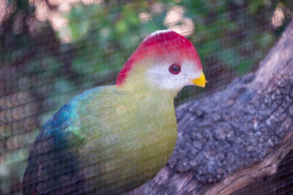Faunia 03-08-2024