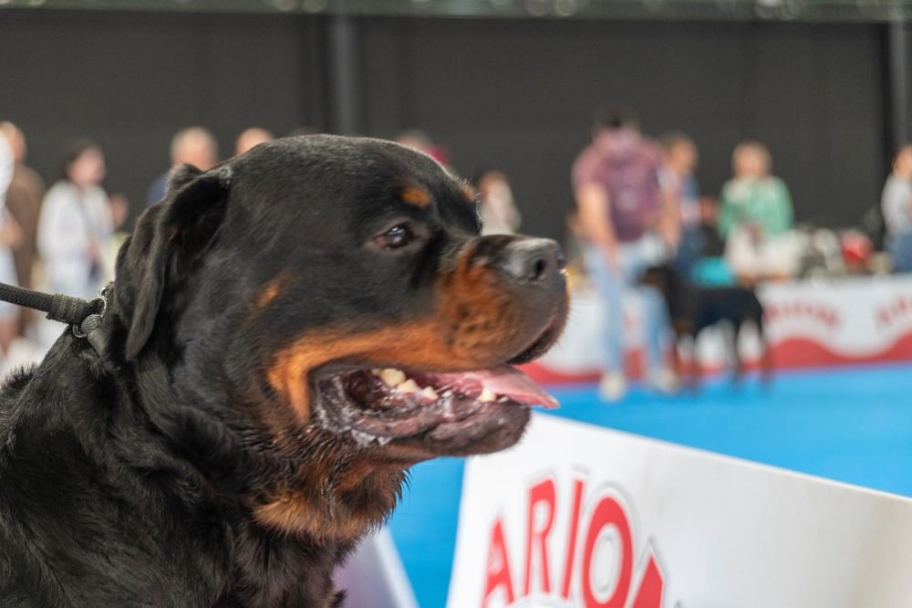 Perretes de la Exposicion canina (ciudad real) 02-06-2024