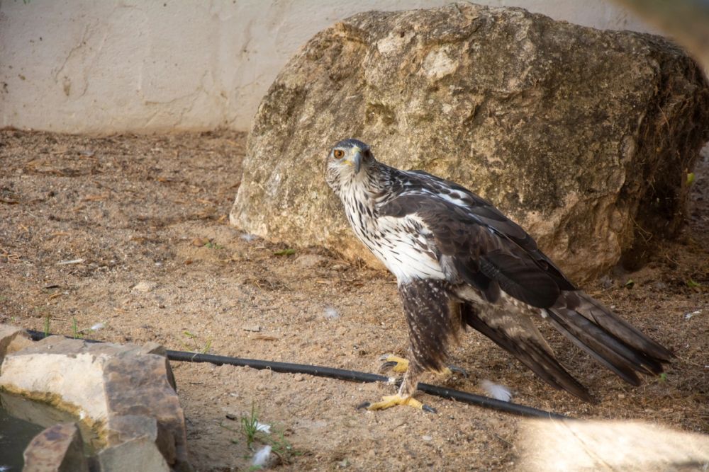 Zoo de Lillo 03-09-2022