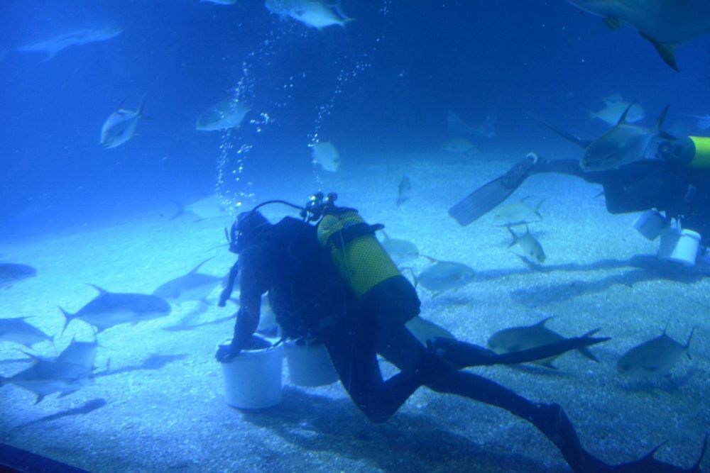 Oceanografic 2022