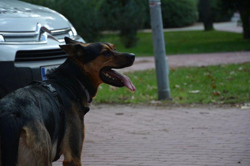 V ruta canina de Leganes 20-09-2020