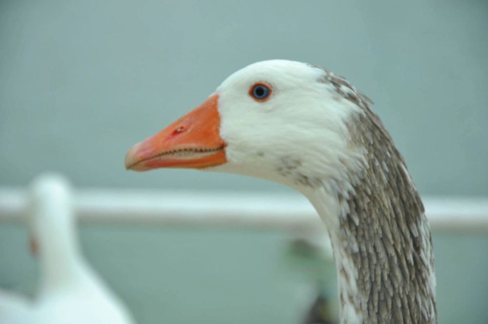 Ocas y patos en parque polvoranca (Leganes) 30-08-2014