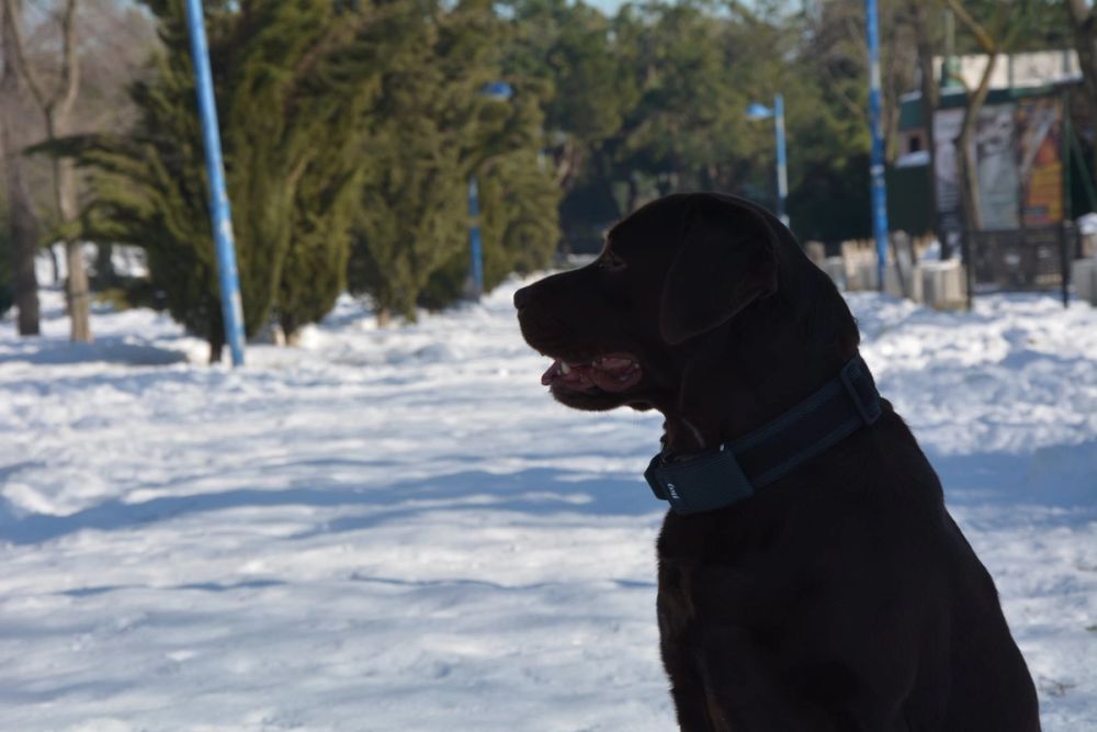 Conan en la nieve (leganes) 2021