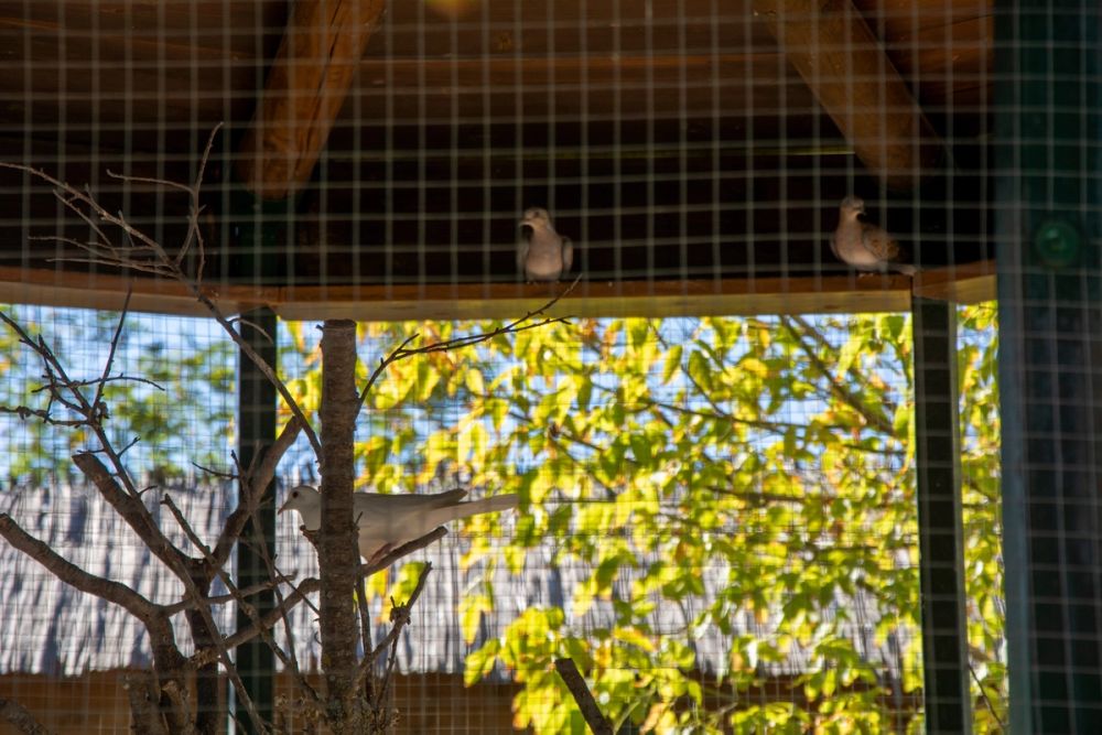 Zoo de Lillo 03-09-2022