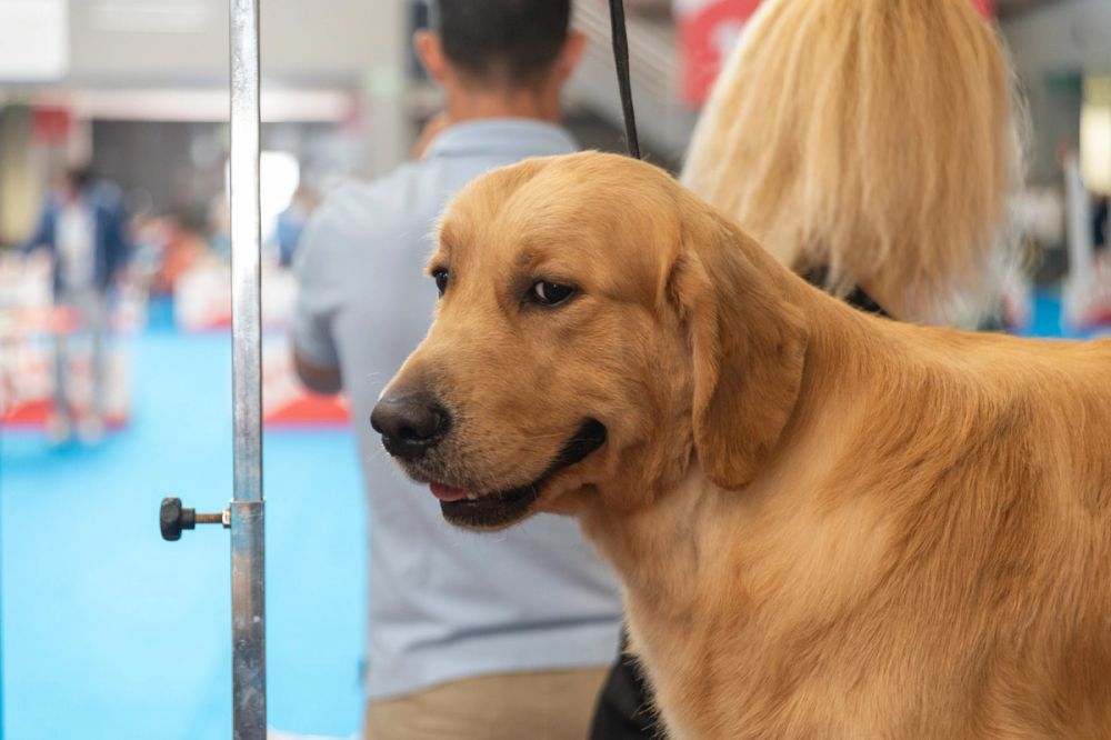 Perretes de la Exposicion canina (ciudad real) 01-06-2024