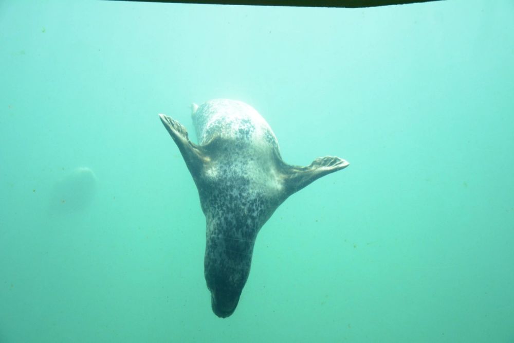 Oceanografic 2022