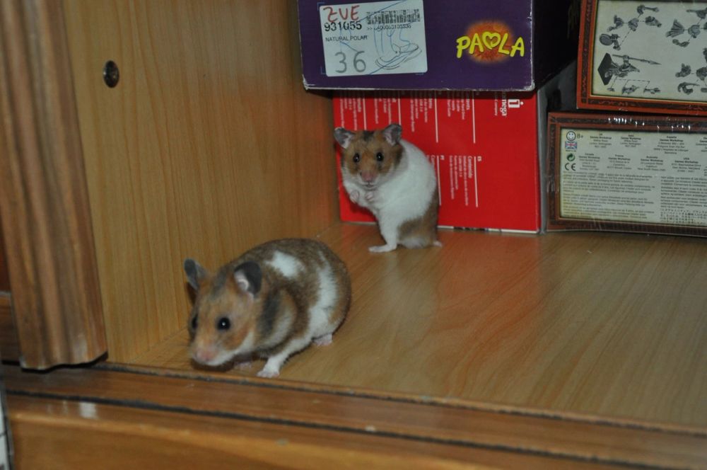 Peque y mordisquitos