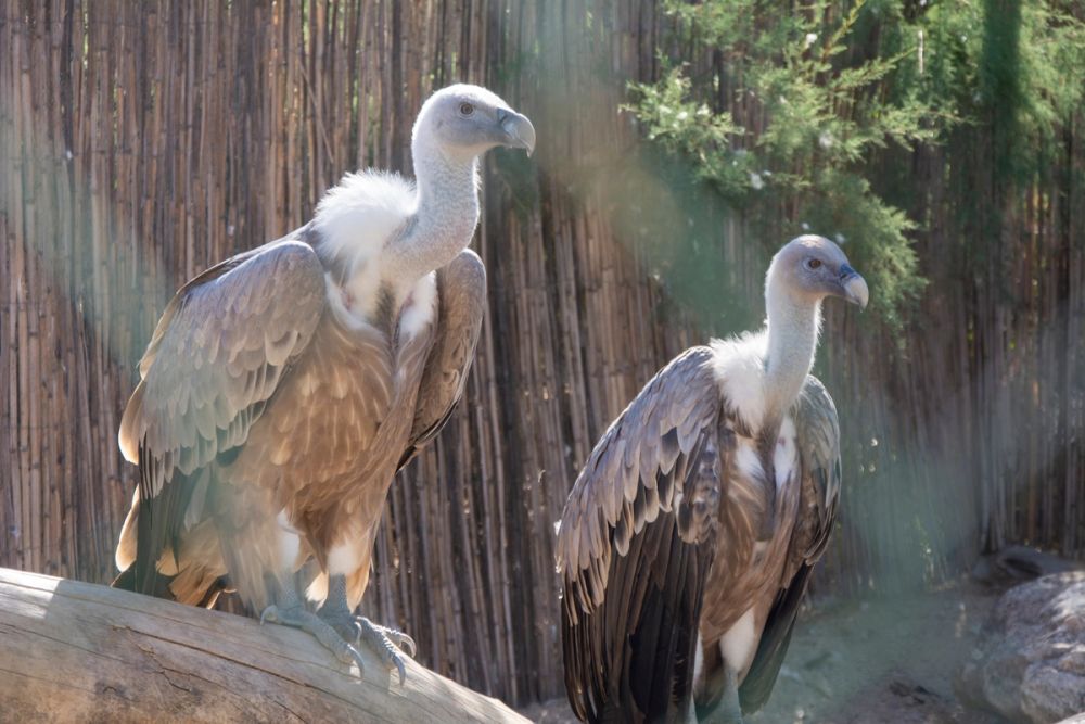 Zoo de Lillo 03-09-2022