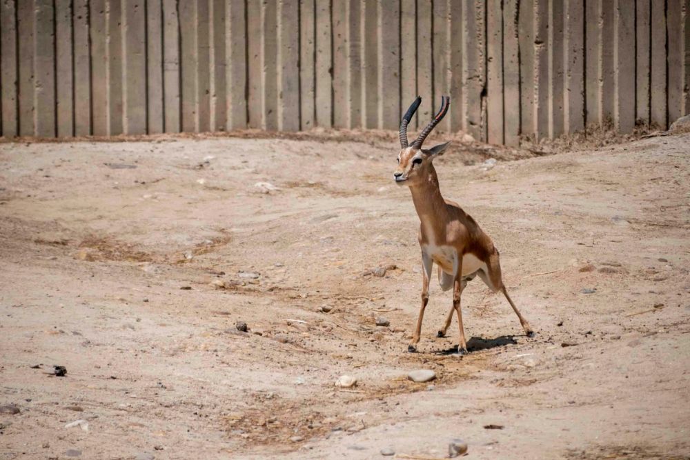 Zoo 29-07-2026