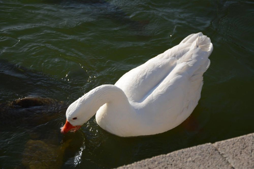 Ocas, patos y carpas en parque polvoranca (Leganes) 18-03-2017