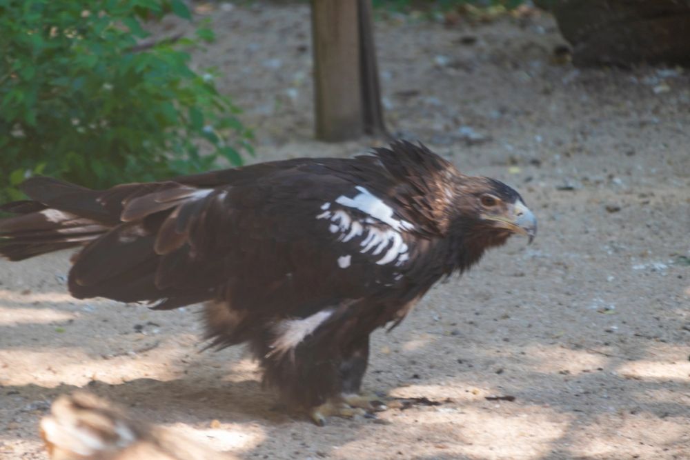 Zoo 17-08-2024