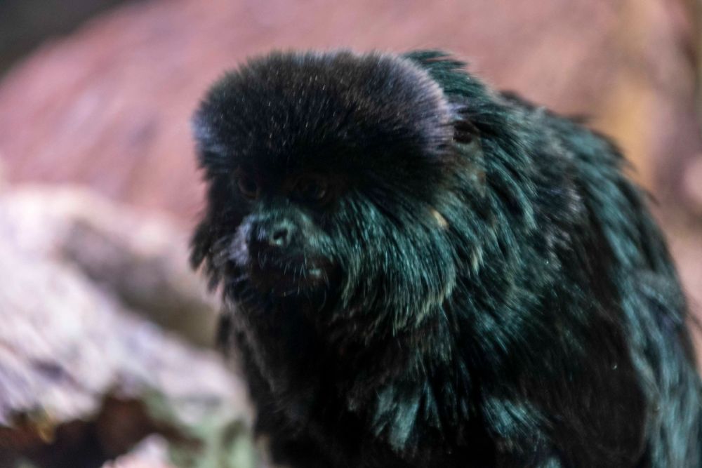 Faunia 04-08-2026