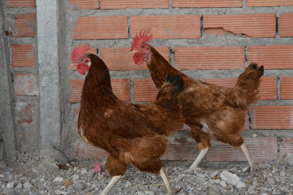 Gallinas de corral 
