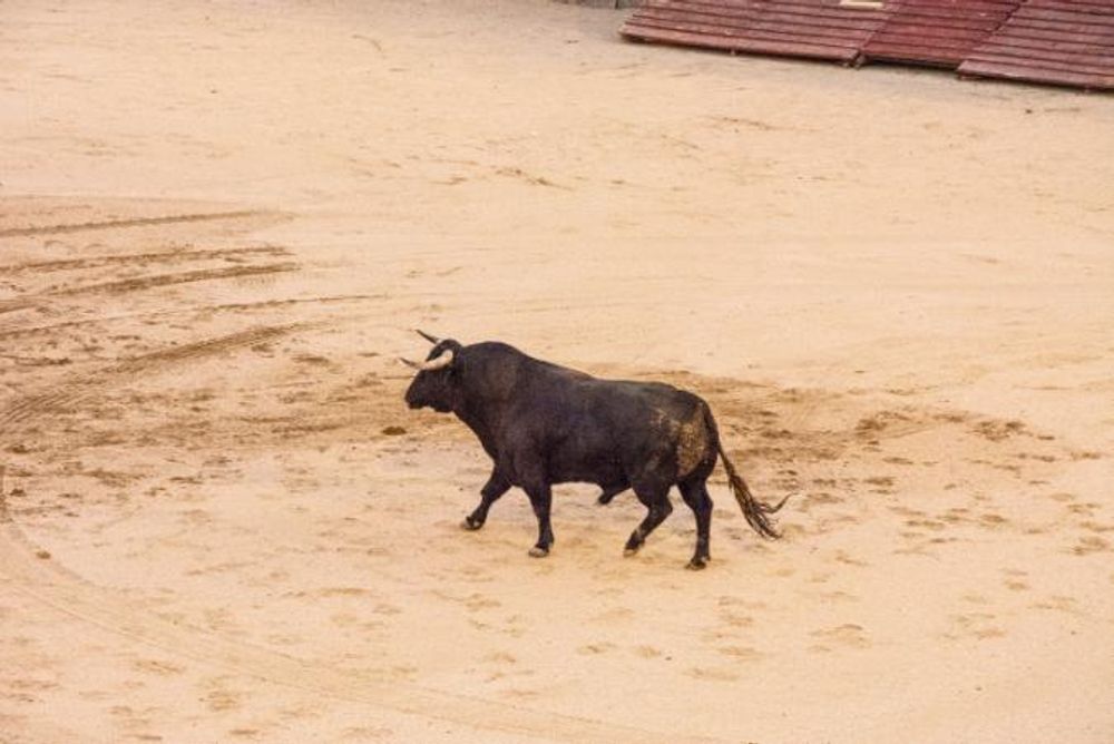 Toros en Colmenar Viejo 22-08-2019
