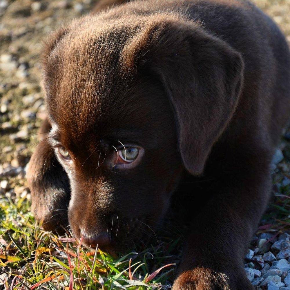 baby Conan