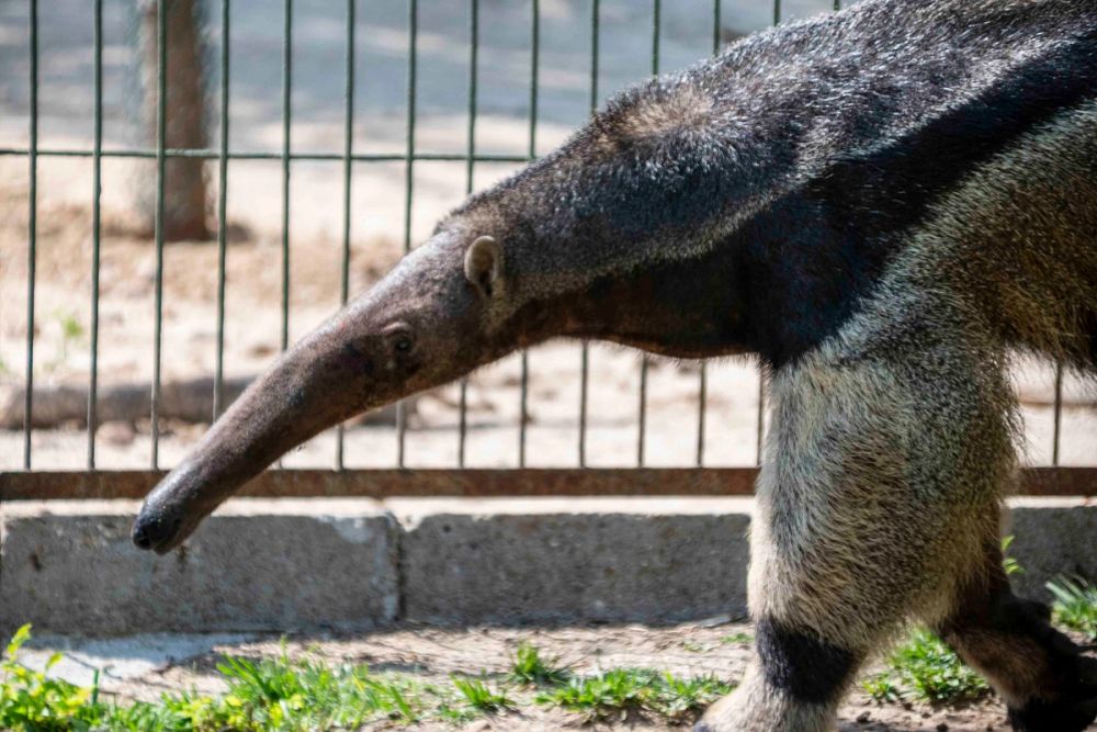 Zoo 29-07-2026
